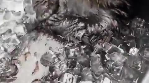 Otter Having Bath Just Normal Days @ Ice Bath