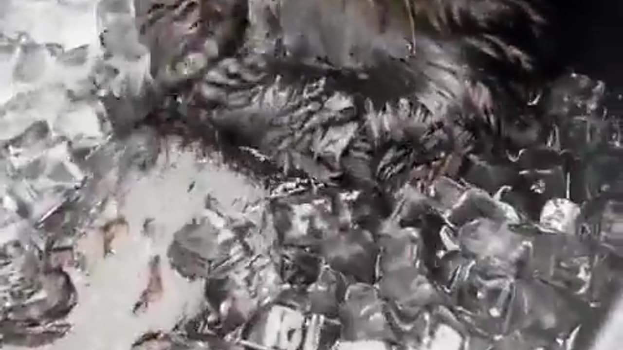 Otter Having Bath Just Normal Days @ Ice Bath