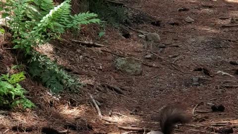 korean squirrel(cheongseolmo)!