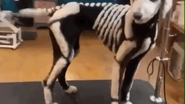 A fantastic Halloween cut