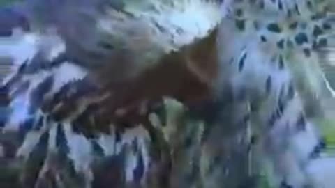 eagle attack snake