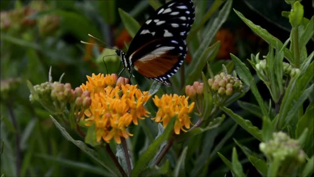 #BEAUTIFUL BUTTERFLY # HAVING NECTAR