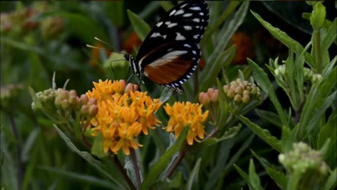 #BEAUTIFUL BUTTERFLY # HAVING NECTAR