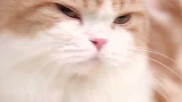 The Cat Is Sleeping
