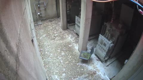 3258LHOBBAB250CGeneratorRoom_2021-01-05_16h20min02s143ms.mp4