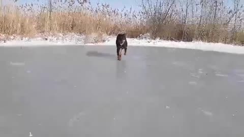 Cute Dog Jump