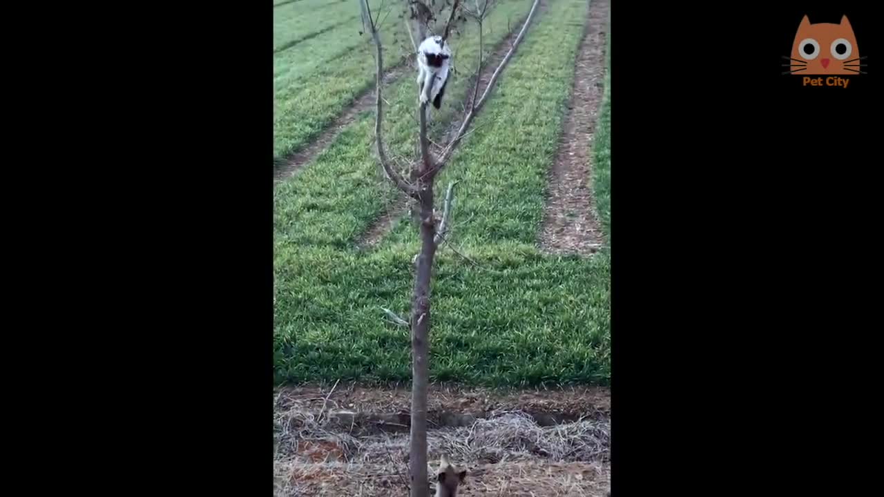 Videos divertidos de gatos 😂