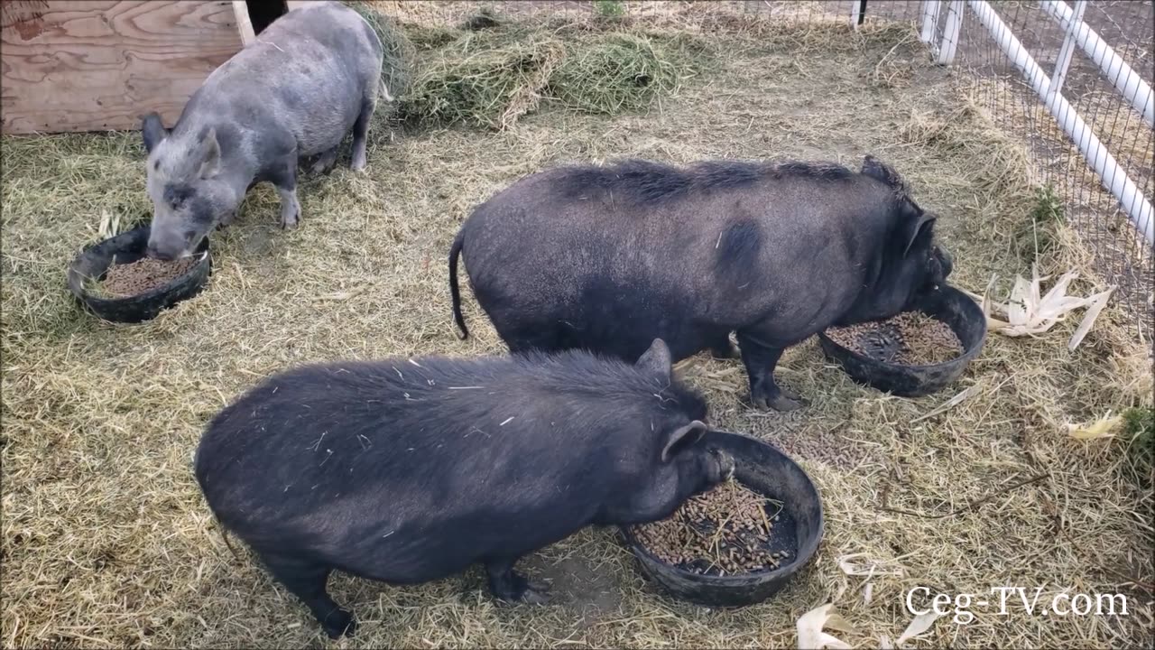 Graham Family Farm: Dinner for 3 Little Pigs
