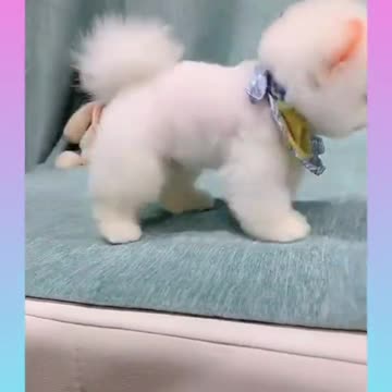 Cute funny dog completion 2021 | #cutiepie