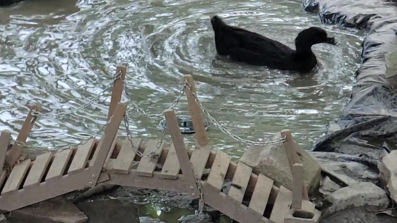 Duck Spins Around In Small Pond