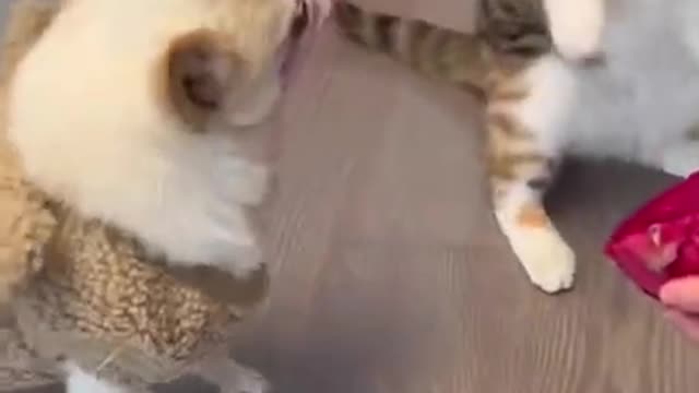 Dog and cat fight for eat