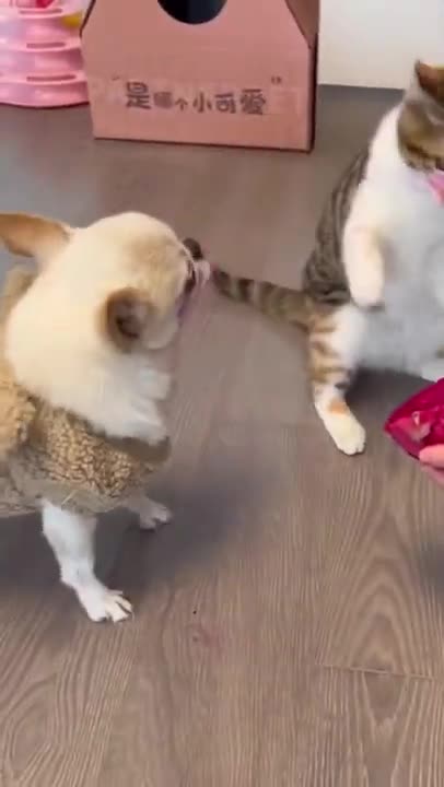 Dog and cat fight for eat