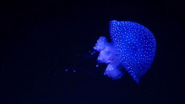 Jellyfish Shining In Dark Water