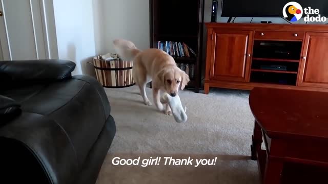 SMART Service Dog Makes HILARIOUS Mistake