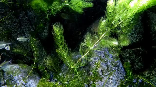 Natural beautiful fish aquarium fish