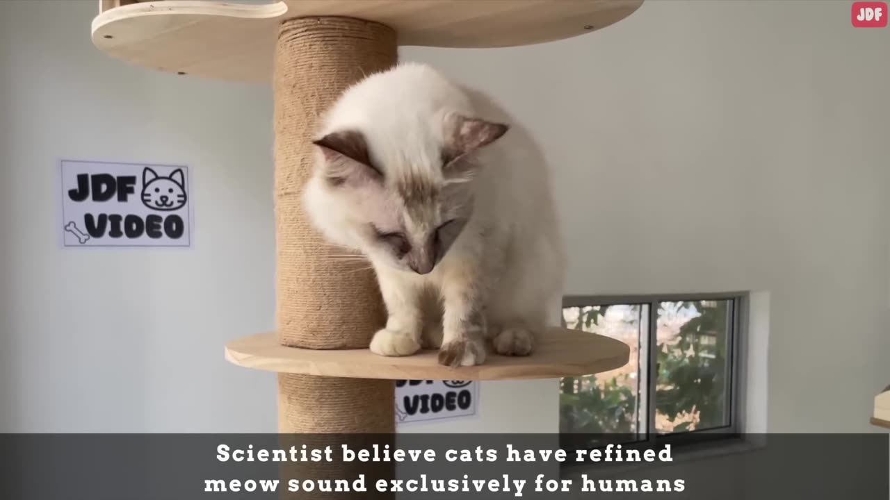 Sounds that attract cats the most.