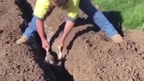 Ricpect Animal