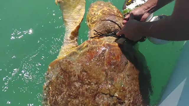 Sea turtle rescue in Islamorada, Florida