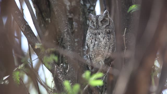 The Sleeping Owl is Like The Wood Of A Tree