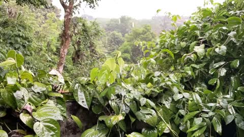 Sri Lankan Rainy Day Water-drop Slow Motion