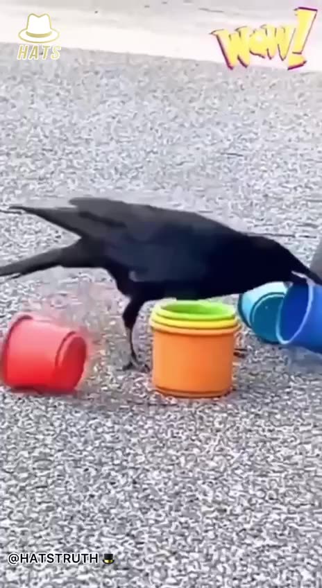 Did you know that the crows are this intelligent