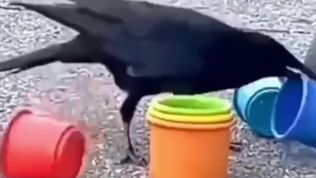 Did you know that the crows are this intelligent