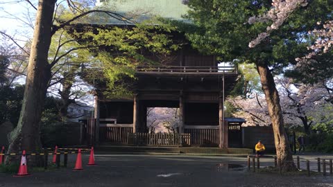 Cherry blossom tunnel