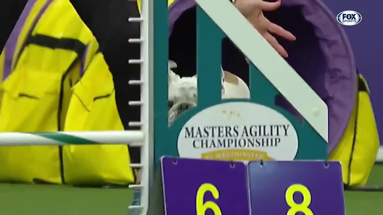 Watch 5 of the best WKC Dog Show moments to celebrate National Puppy Day | FOX SPORTS