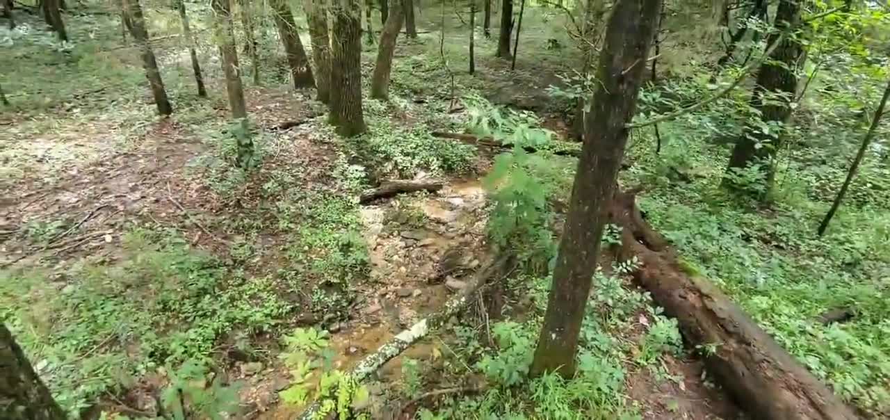 The Small Creek in the Woods