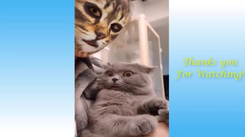 OMG So Cute Cats 💙💜 Best Funny Cat Videos 🙏🐈