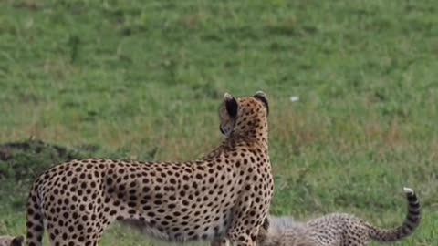 Cheetah cubs...