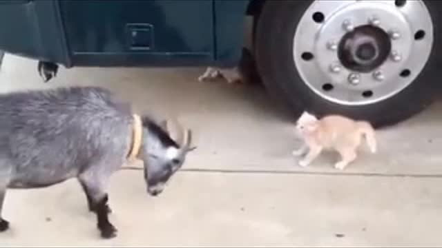 Amazing Fight Between Beautiful Cat VS Goat.