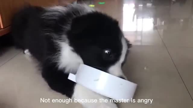 The master is angry again when he is not satisfied