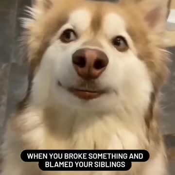 when your dog break something and blames their siblings