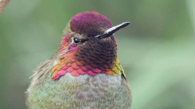 Anna's Hummingbird