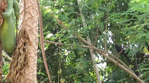 Asian CUCKOO BIRD