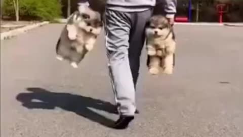 Funny Husky Cuts