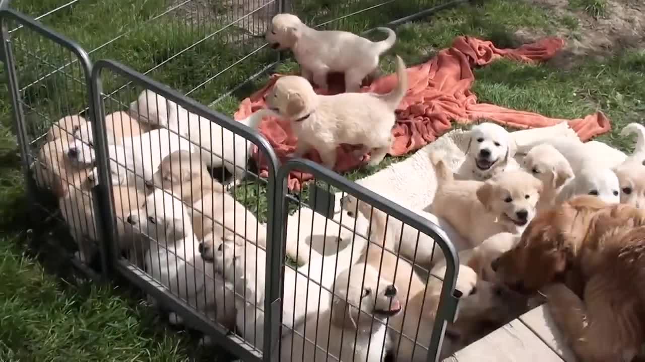 A bunch of puppies are playing with their mother