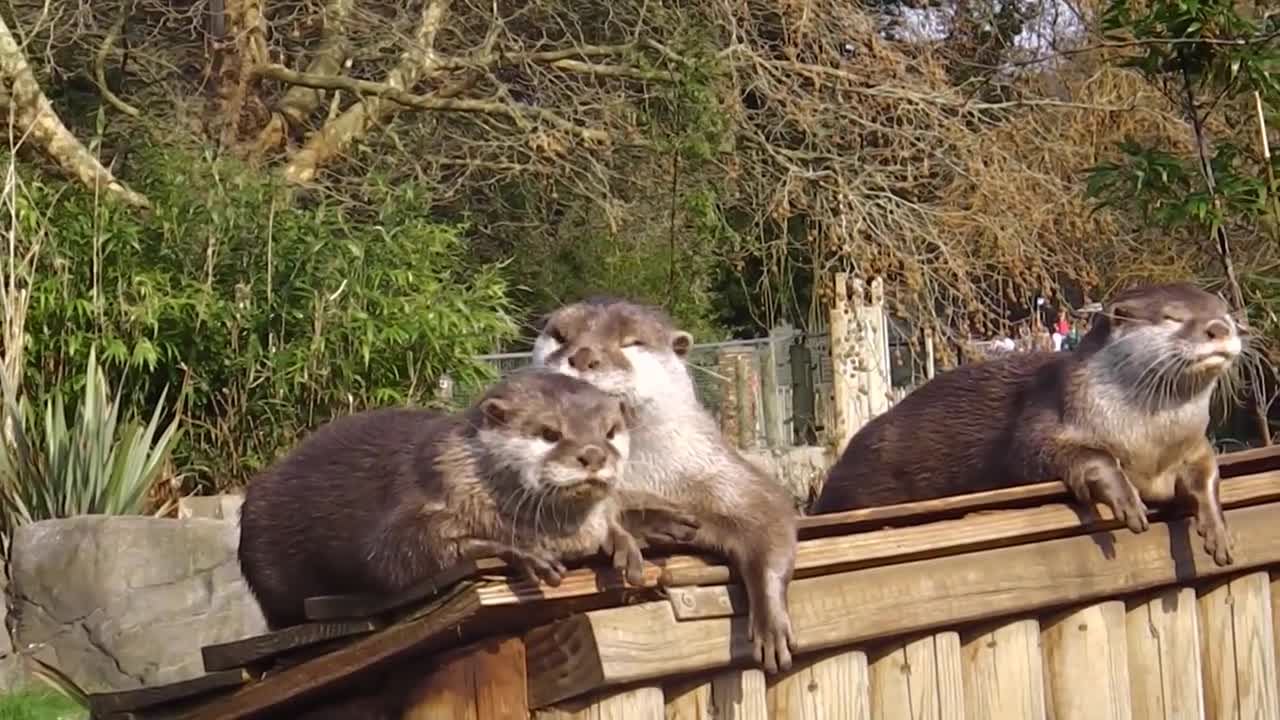 Cute Otters| Cute Animal Video