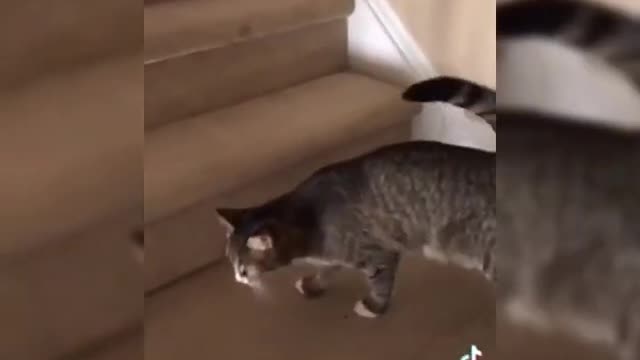 Cat Drinks Wine! See What Happened Next! It Is Amazing