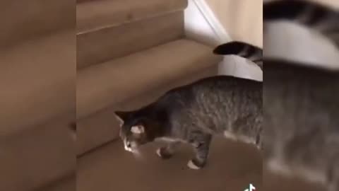 Cat Drinks Wine! See What Happened Next! It Is Amazing