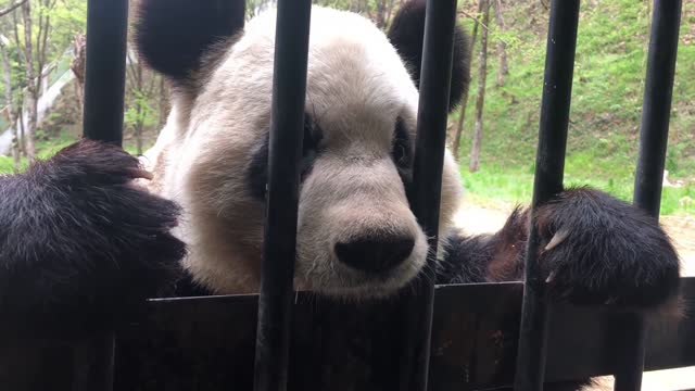 #panda#zoo