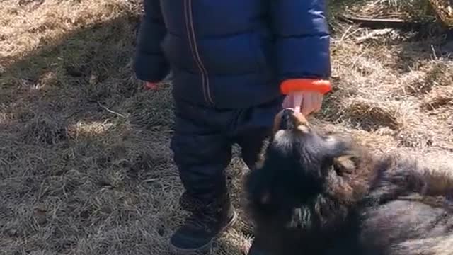 Baby Play With Three Giants Dogs😧