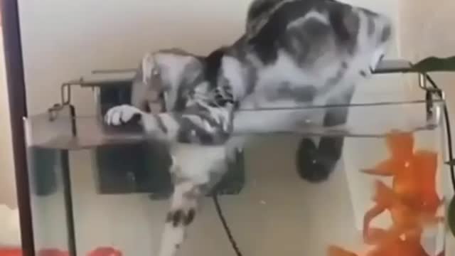 funny cat on an mission impossible