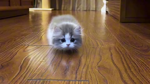 Tiny Paws, Big Adventures: On the Move #cutecats #catsofinstagram #catlovers #kitty #kitten