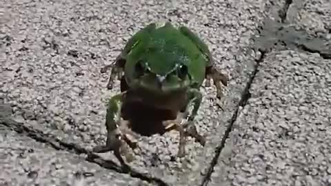 Tree frog staring at you