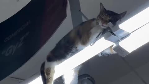 The cat sleeps on the ceiling