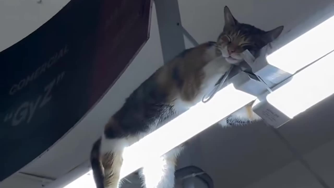 The cat sleeps on the ceiling