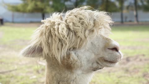 Alpaca Close up