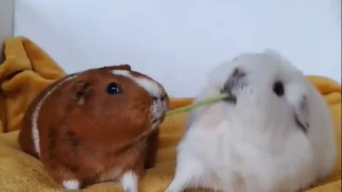 The cutest fight